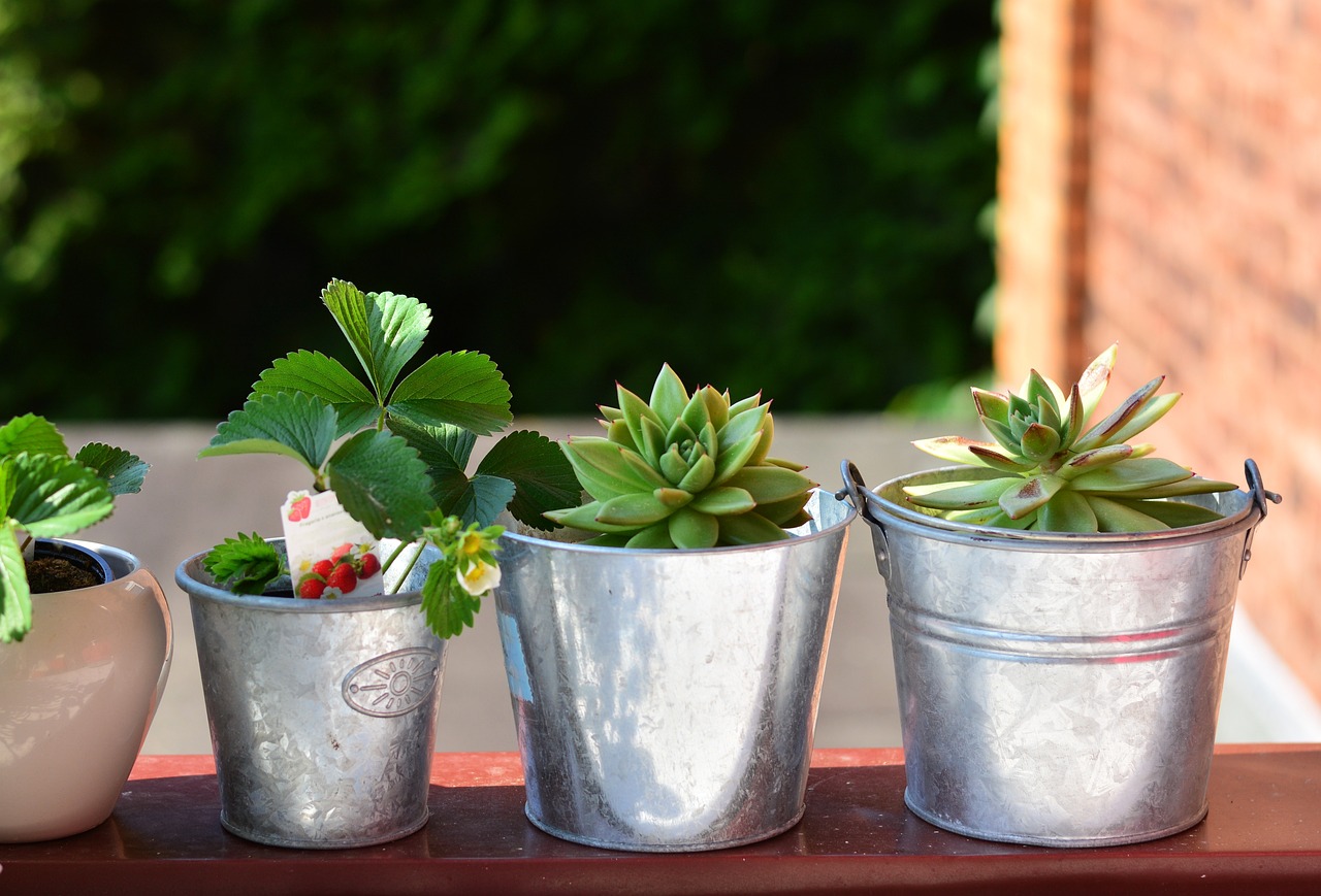 How to Create a Small Balcony Oasis with Plants